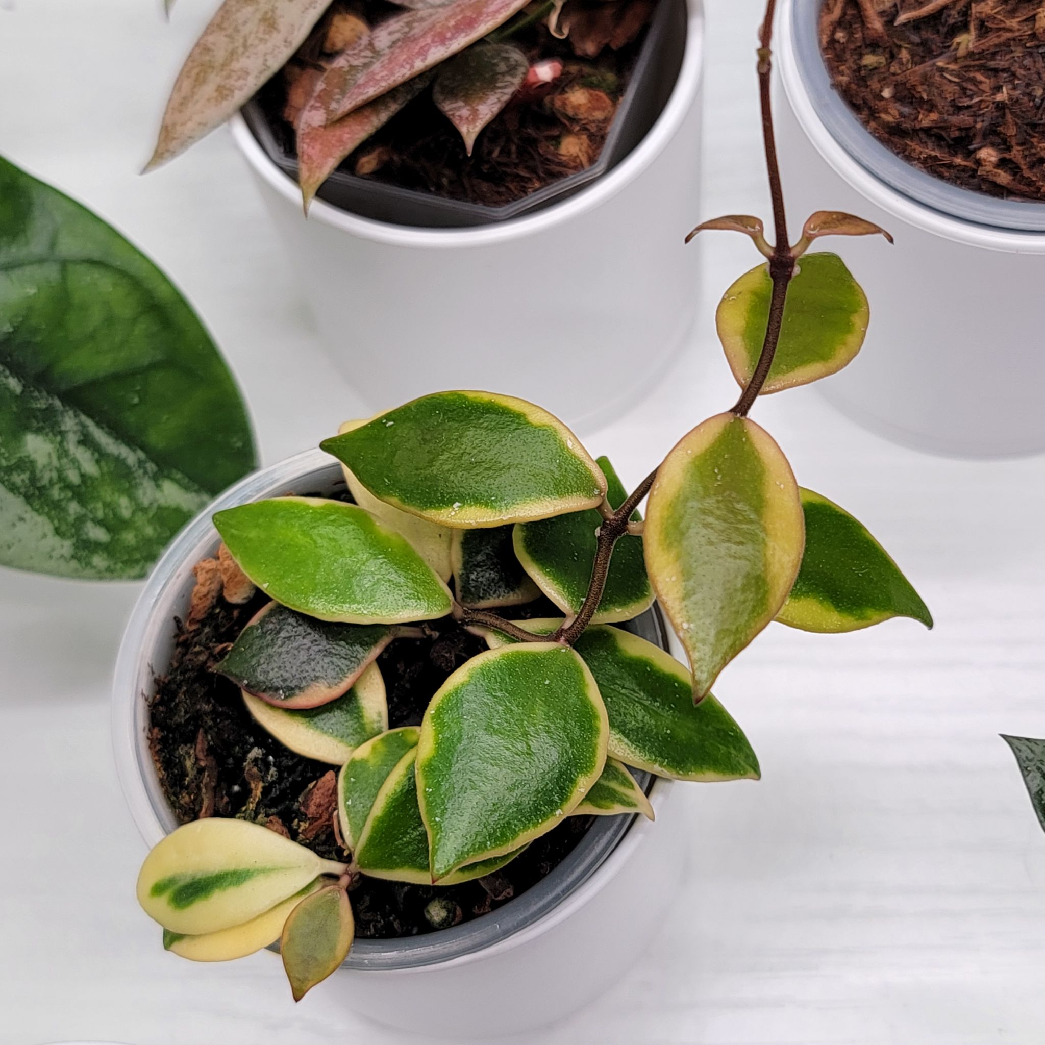 Photo of the plant species Hoya brevialata by @Bunny413 named Baku on Greg, the plant care app