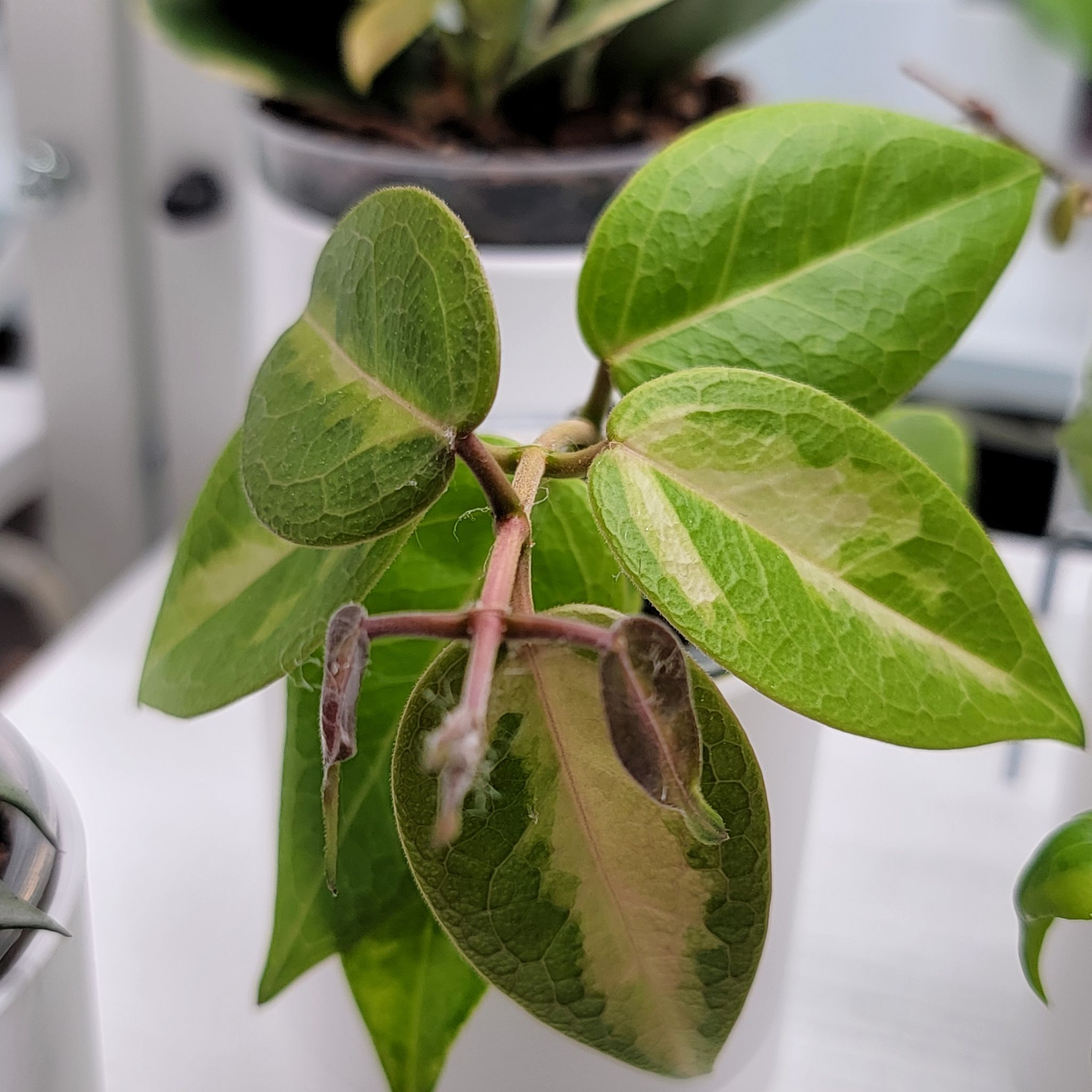 Photo of the plant species Hoya lacunosa 'Amarillo' by @Bunny413 named Dennis on Greg, the plant care app