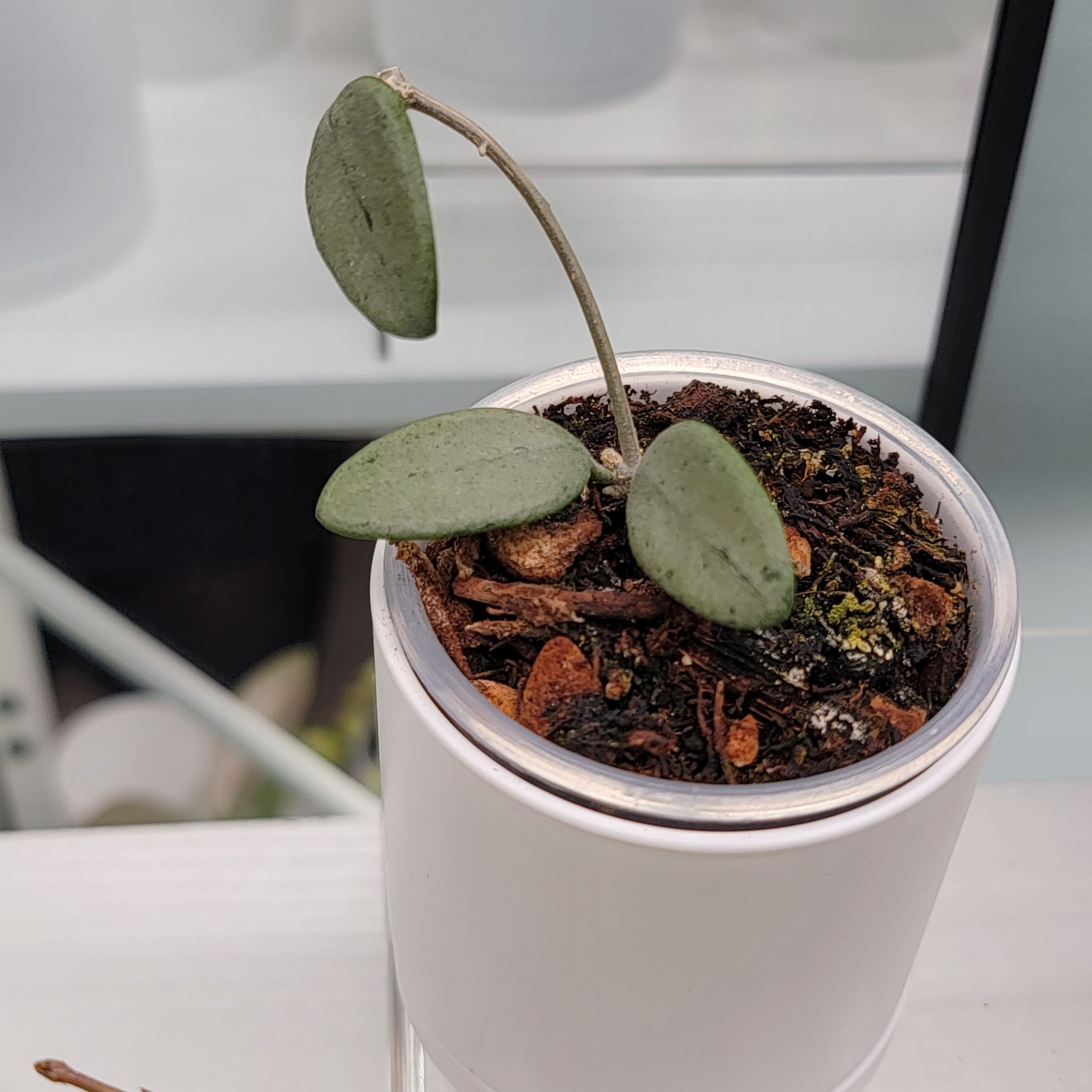 Photo of the plant species Hoya Lima Splash by @Bunny413 named Lima on Greg, the plant care app