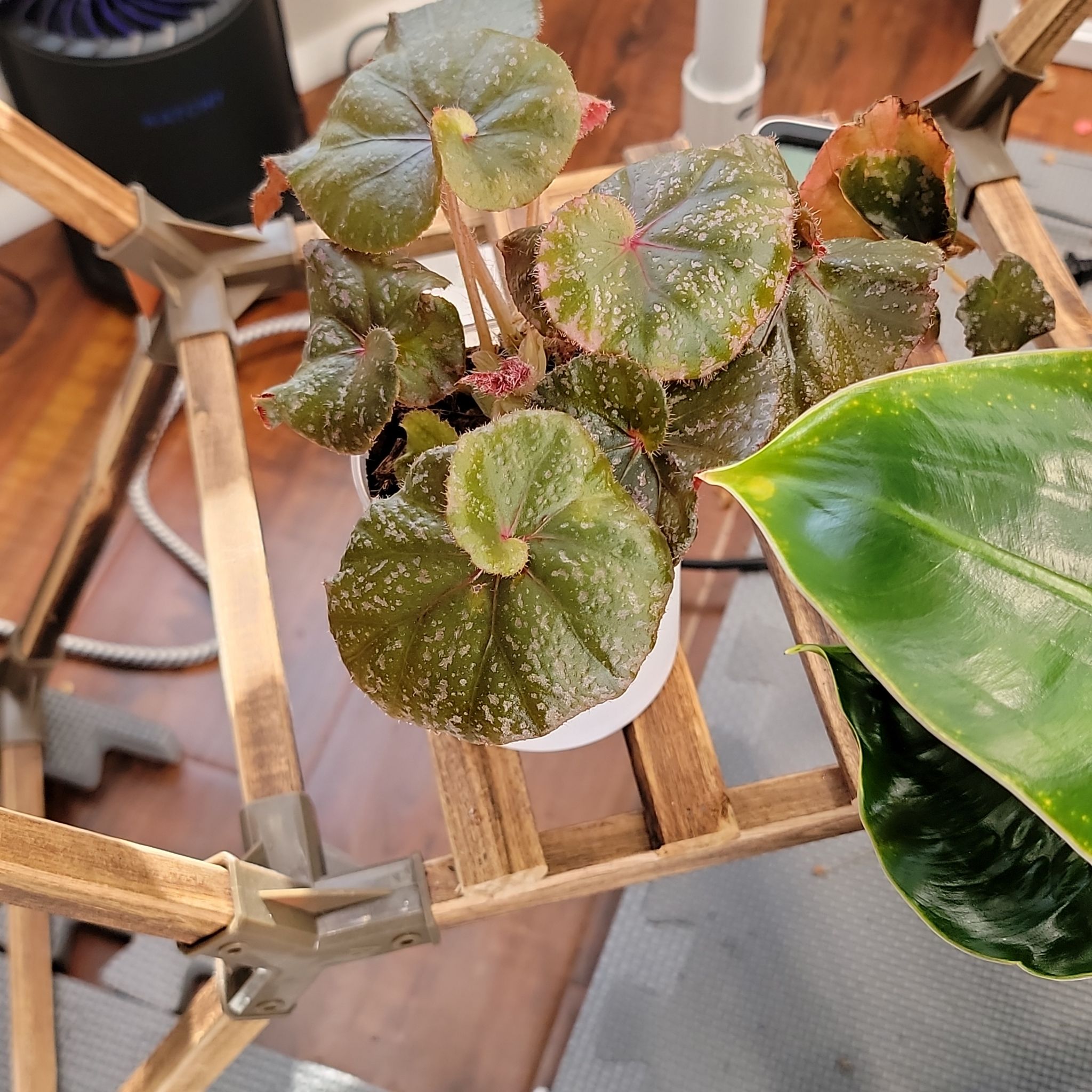 Photo of the plant species Begonia Jelly Roll Morton by @Bunny413 named Mortie on Greg, the plant care app
