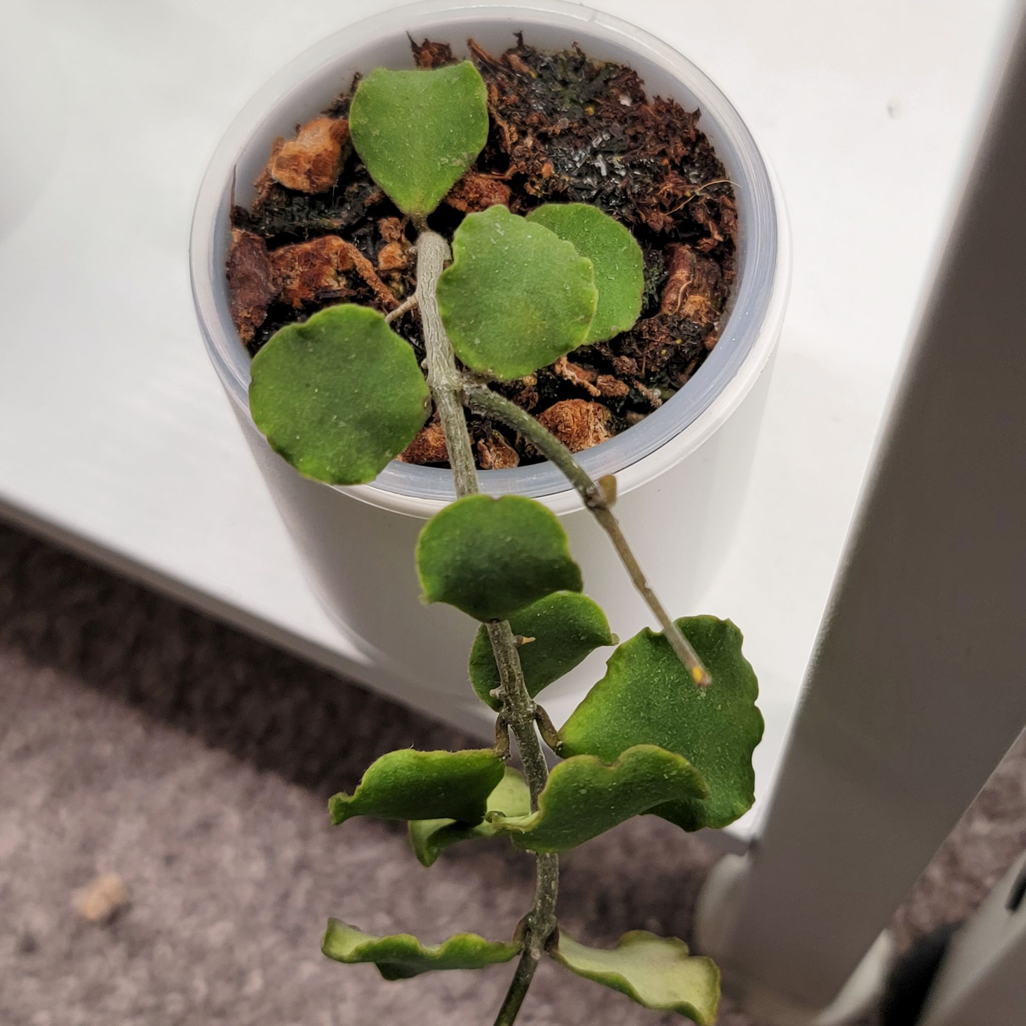 Photo of the plant species Hoya kanyakumariana by @Bunny413 named Anya on Greg, the plant care app