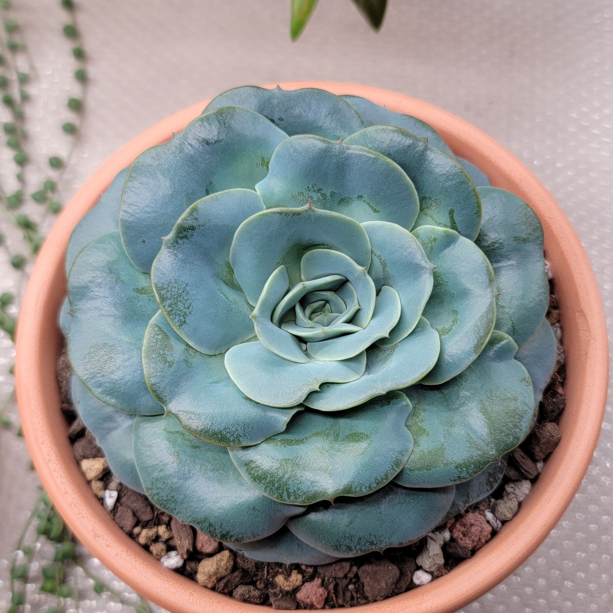 Photo of the plant species Peaches and Cream by @Bunny413 named Lana on Greg, the plant care app