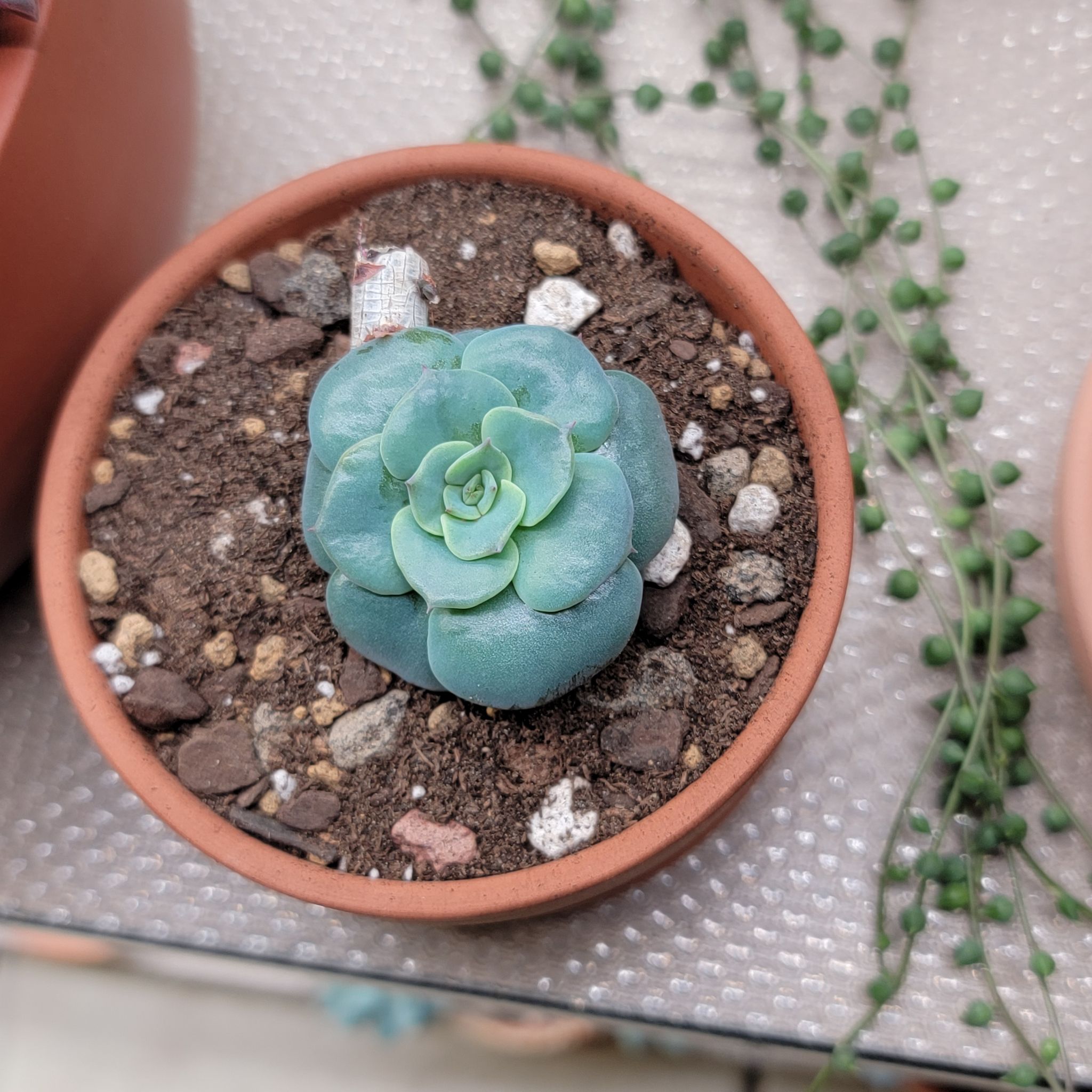 Photo of the plant species Peaches and Cream by @Bunny413 named Atlas on Greg, the plant care app