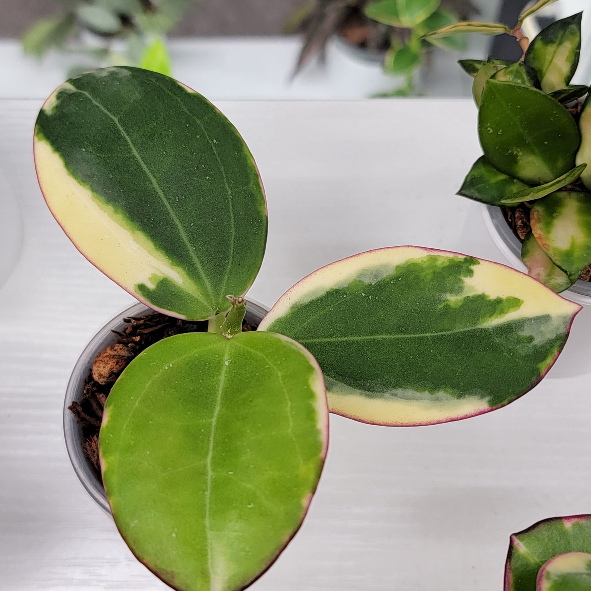 Photo of the plant species Variegated Hoya Pachycleda by @Bunny413 named Albo on Greg, the plant care app