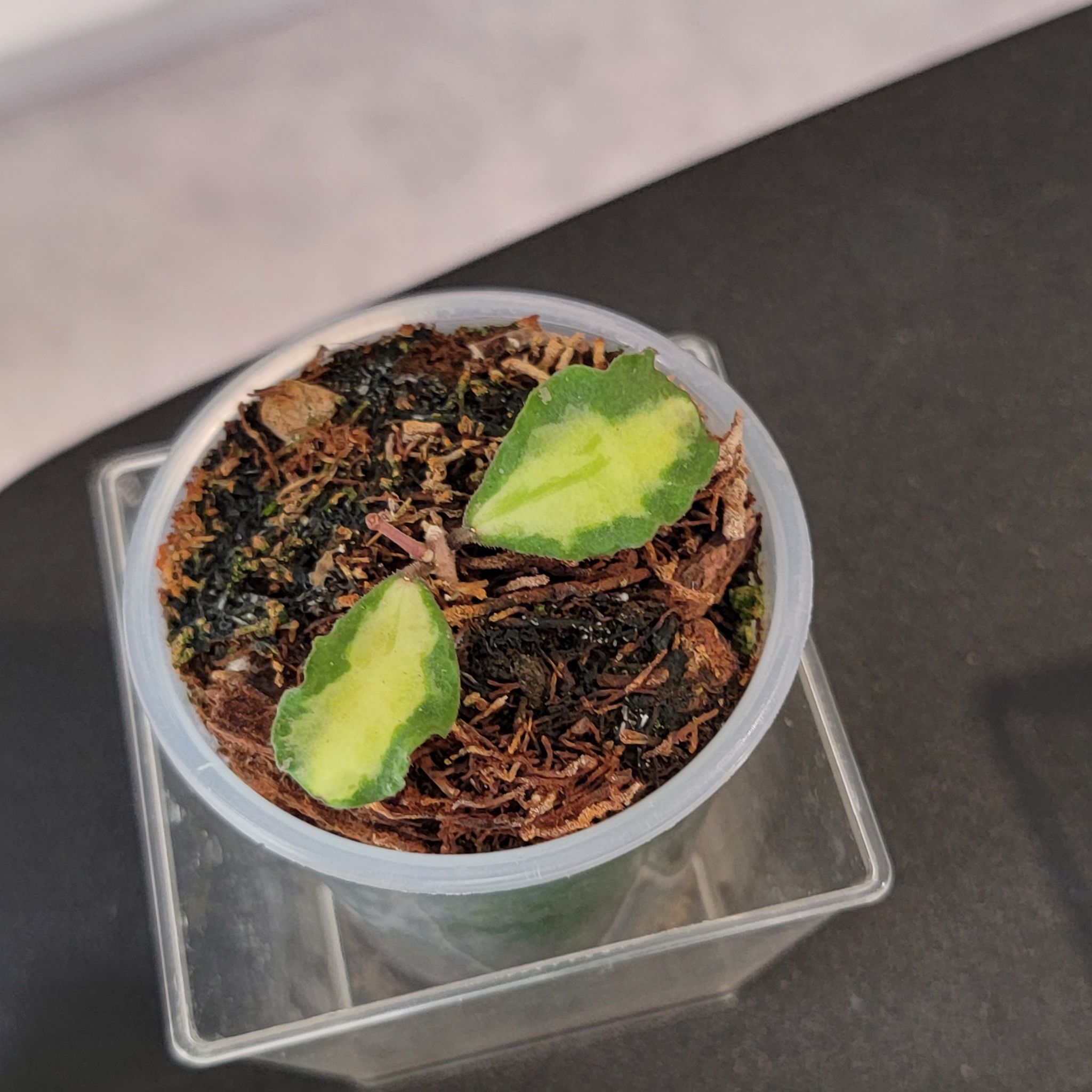 Photo of the plant species Hoya kanyakumariana by @Bunny413 named Yuki on Greg, the plant care app