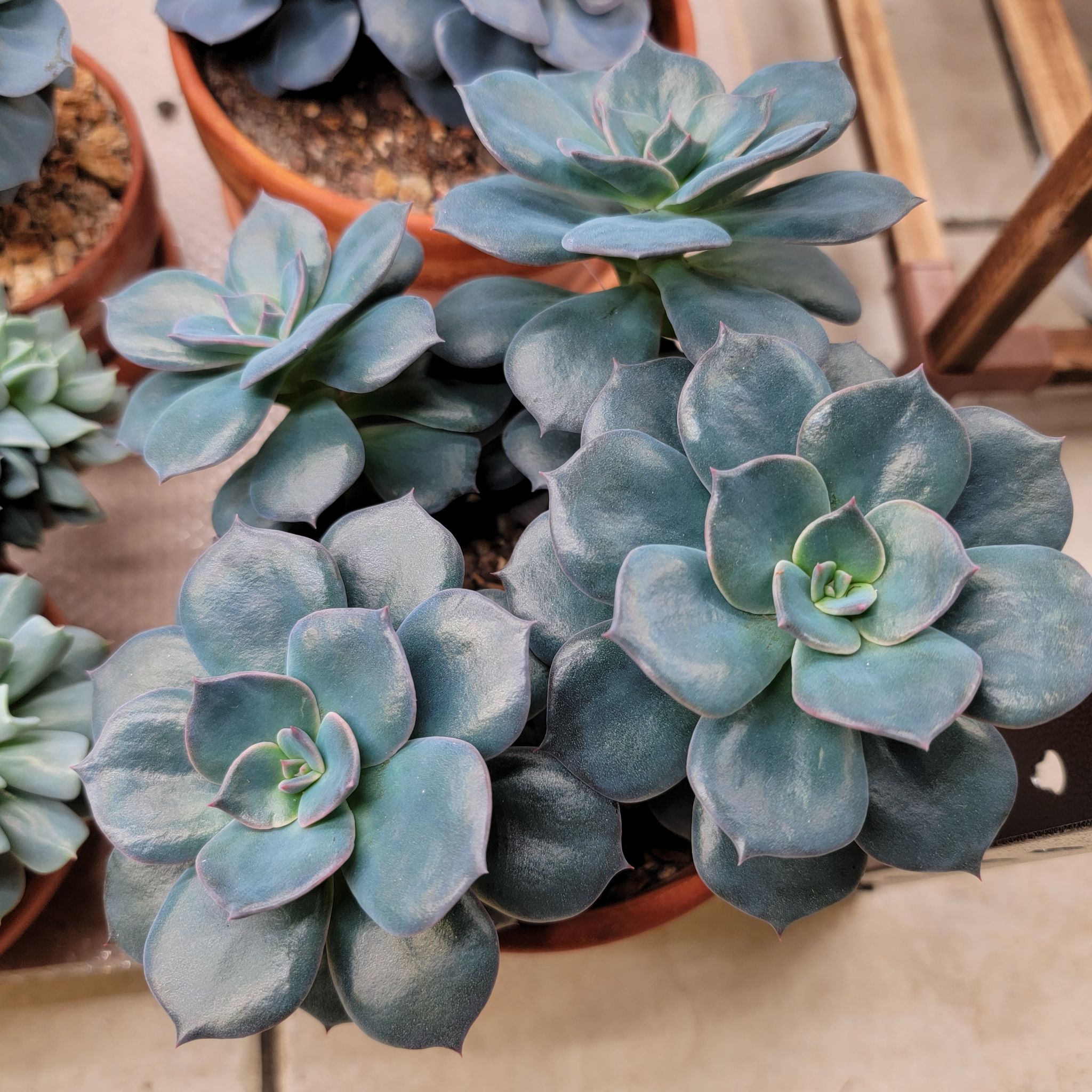Photo of the plant species Echeveria 'Colorshift' by @Bunny413 named Shifties on Greg, the plant care app