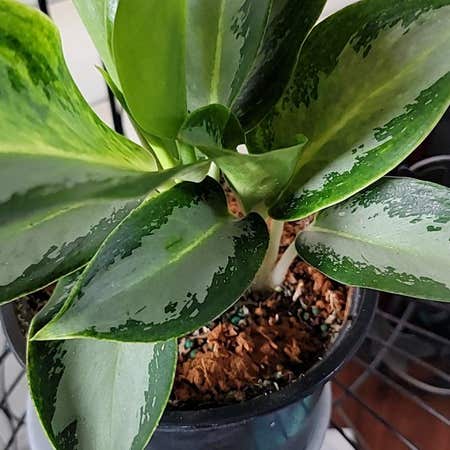 Photo of the plant species Aglaonema 'Green Bowl' by @Bunny413 named Agatha on Greg, the plant care app