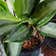 Calculate water needs of Aglaonema 'Green Bowl'