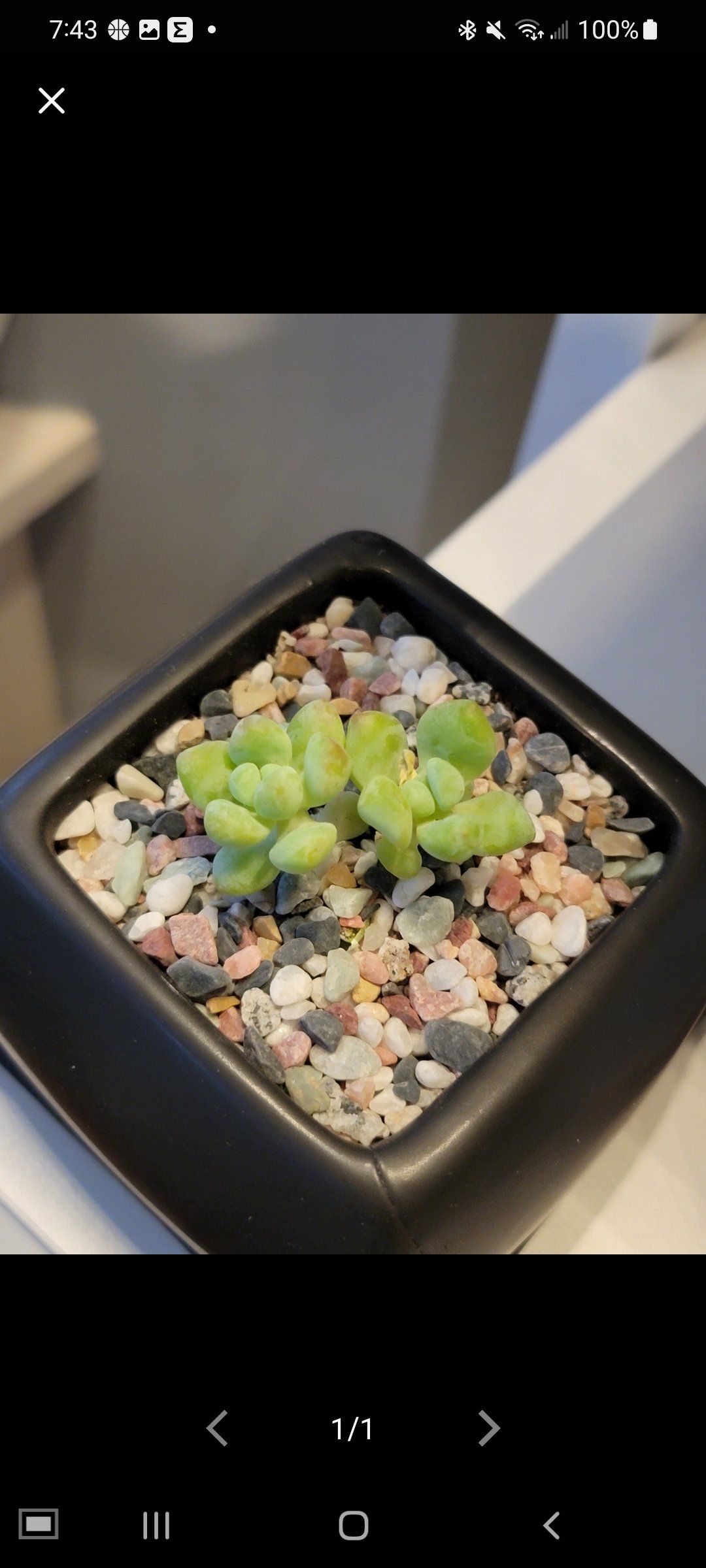 Sedum treleasei succulent in a black square pot with multicolored pebbles.