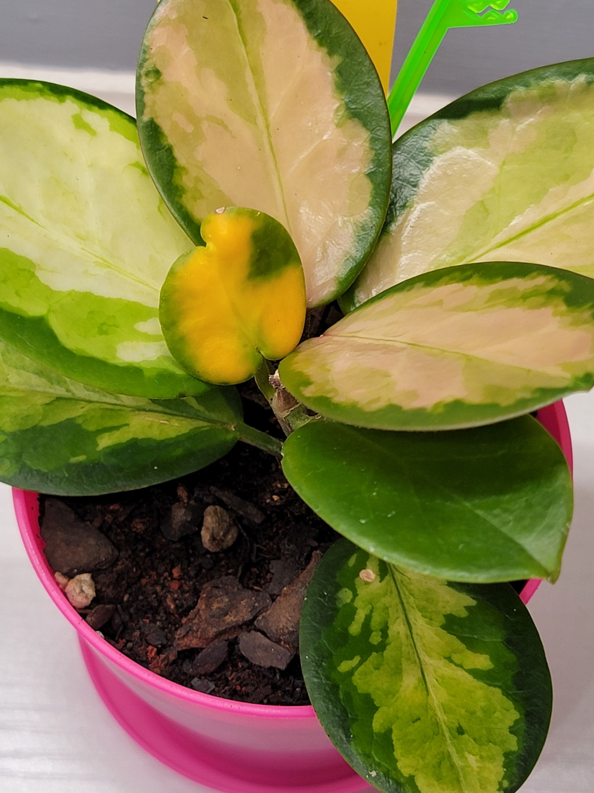 Photo from the post
