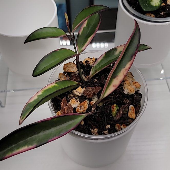 Photo of the plant species Hoya Lori Lyn by @Bunny413 named Lori Lynn on Greg, the plant care app