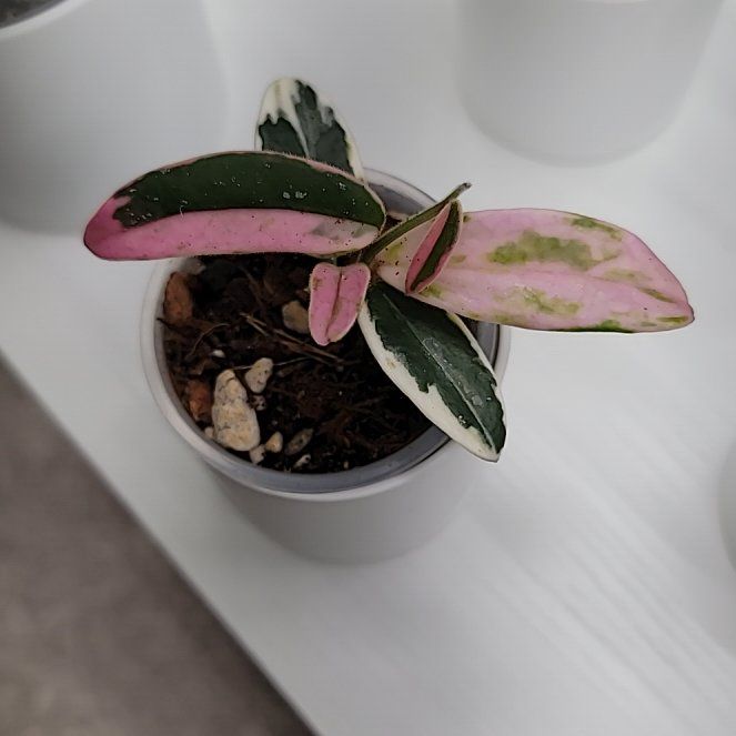 Photo of the plant species Hoya lyi by @Bunny413 named Sparkle on Greg, the plant care app