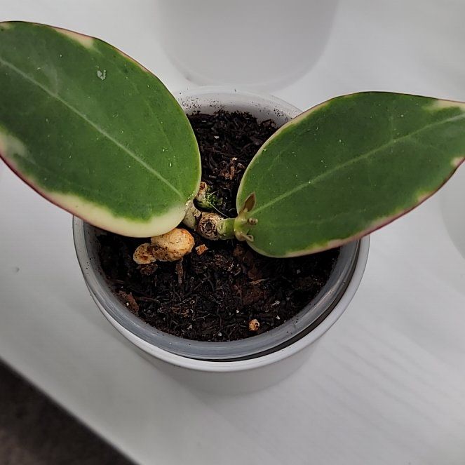 Photo of the plant species Variegated Hoya Pachycleda by @Bunny413 named Para on Greg, the plant care app