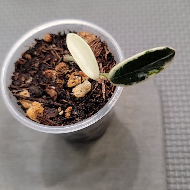 Photo of the plant species Hoya lyi by @Bunny413 named Prism on Greg, the plant care app