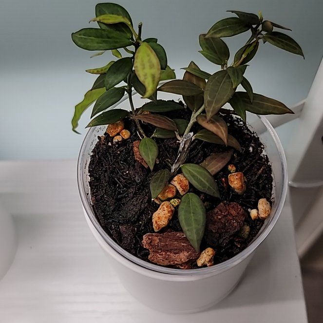 Photo of the plant species Hoya microdwarf NS12-323 by @Bunny413 named Gimli on Greg, the plant care app
