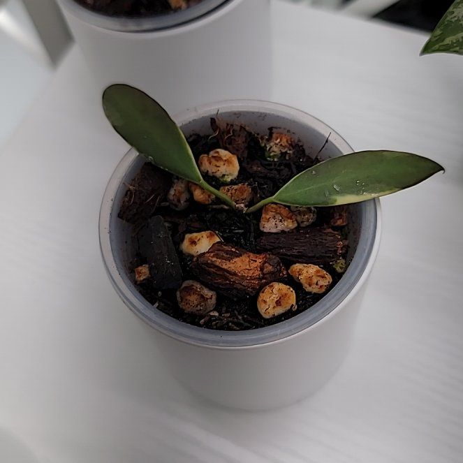 Photo of the plant species Tsangii Odetteae by @Bunny413 named Tang on Greg, the plant care app