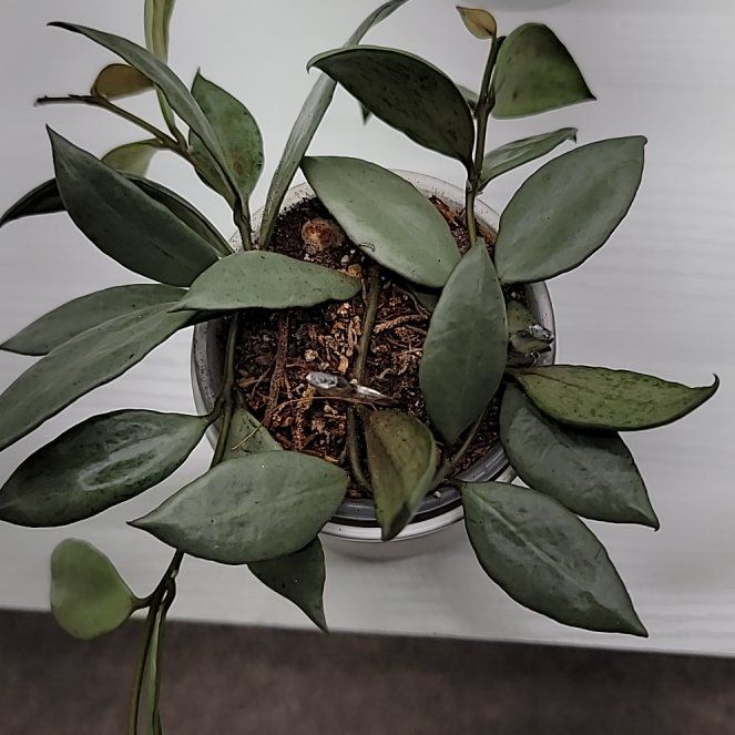 Photo of the plant species Hoya Lacunosa 'Louisa's Silver' by @Bunny413 named Louisa on Greg, the plant care app