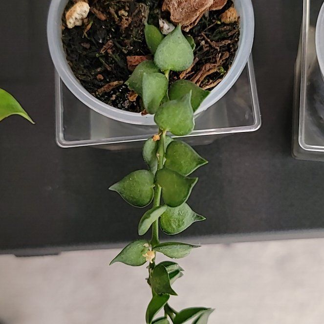 Photo of the plant species Million Hearts by @Bunny413 named Cardi on Greg, the plant care app