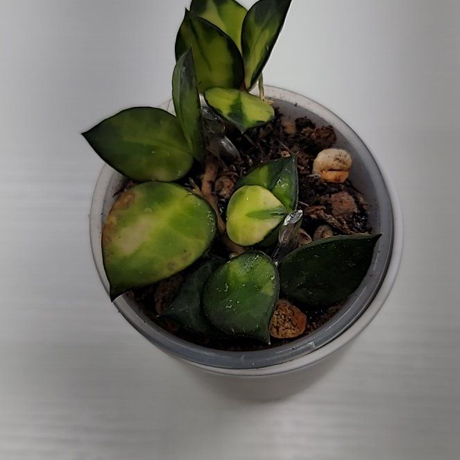Photo of the plant species Hoya lacunosa 'Golden Flame' by @Bunny413 named Sigmund on Greg, the plant care app