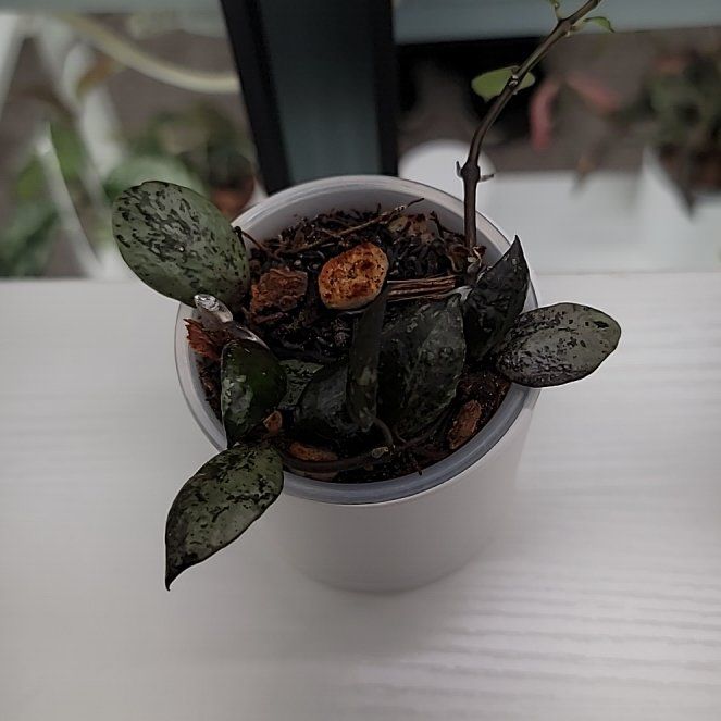 Photo of the plant species Snow Caps Hoya Lacunosa by @Bunny413 named Aurora on Greg, the plant care app