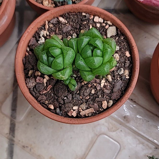 Photo of the plant species Haworthia cooperi var. obtusa by @Bunny413 named Star on Greg, the plant care app
