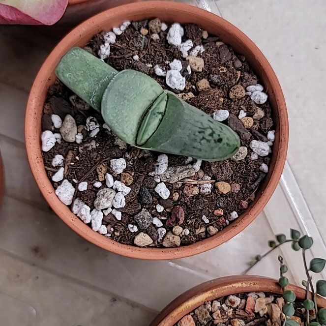Photo of the plant species Frosty Gasteria by @Bunny413 named Crystal on Greg, the plant care app