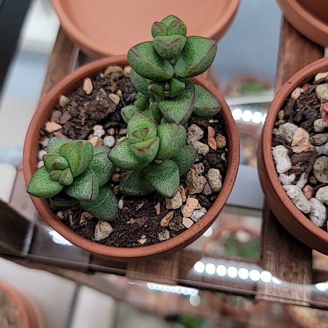 Photo of the plant species Crassula brevifolia by @Bunny413 named Revi on Greg, the plant care app
