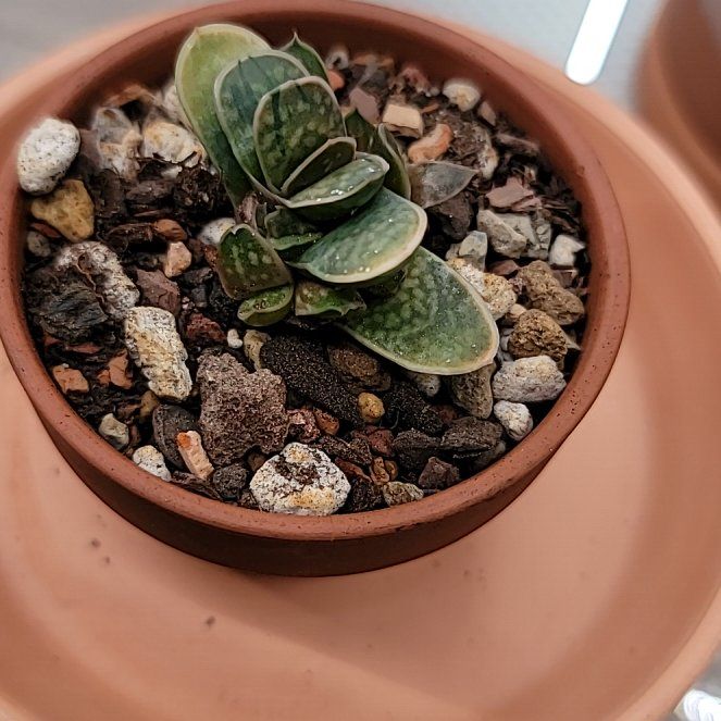 Photo of the plant species Assorted Gasteria by @Bunny413 named Skittles on Greg, the plant care app