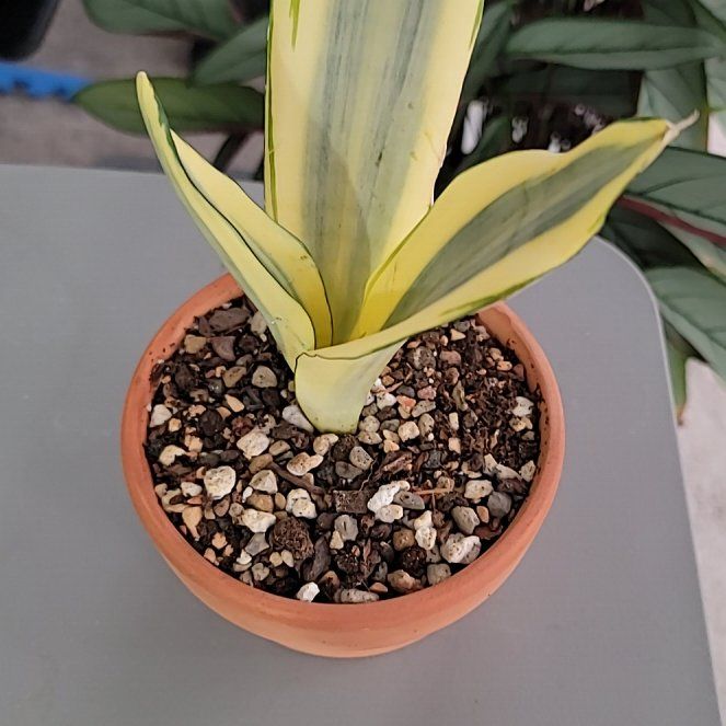 Photo of the plant species Sansevieria 'La Rubia' by @Bunny413 named Boo on Greg, the plant care app