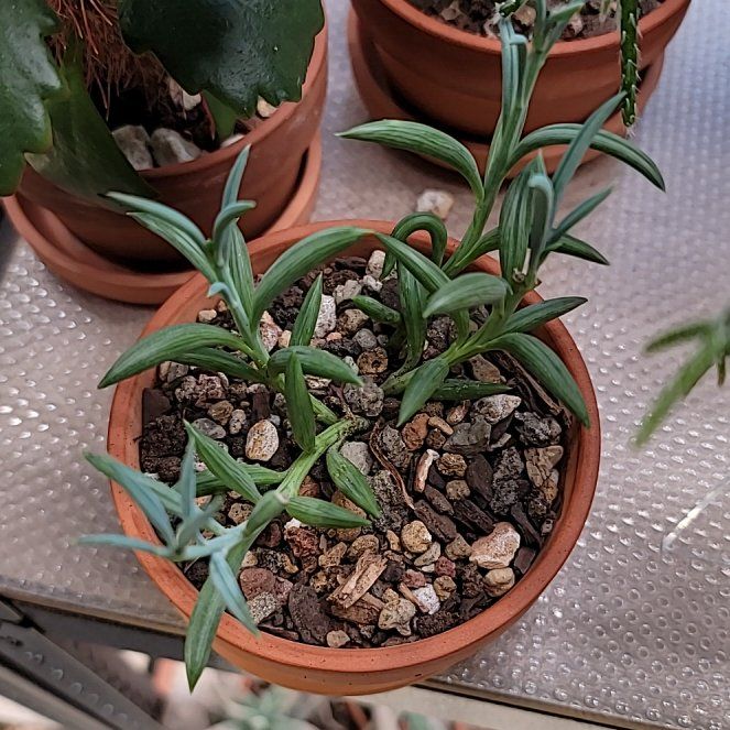 Photo of the plant species String of Fishhooks by @Bunny413 named Nemo on Greg, the plant care app