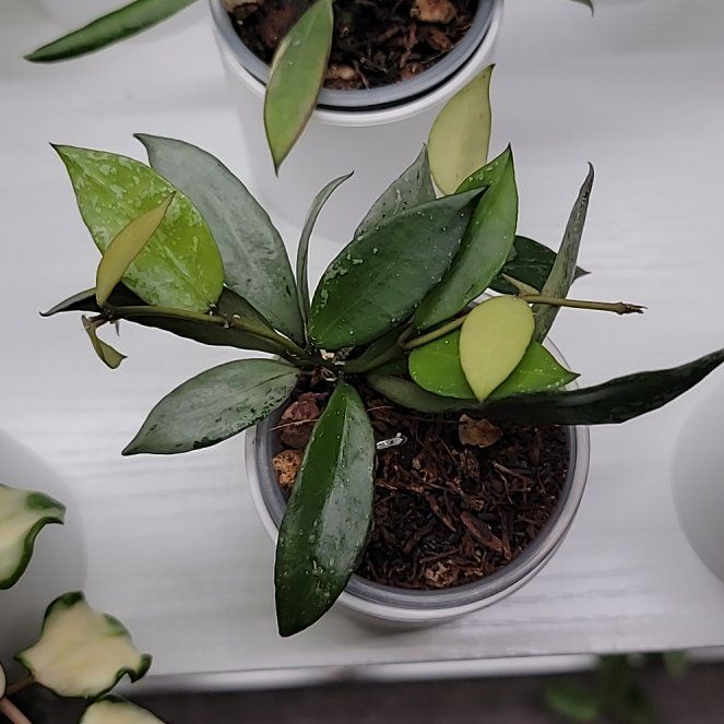 Photo of the plant species Hoya Lacunosa 'Louisa's Silver' by @Bunny413 named Revere on Greg, the plant care app