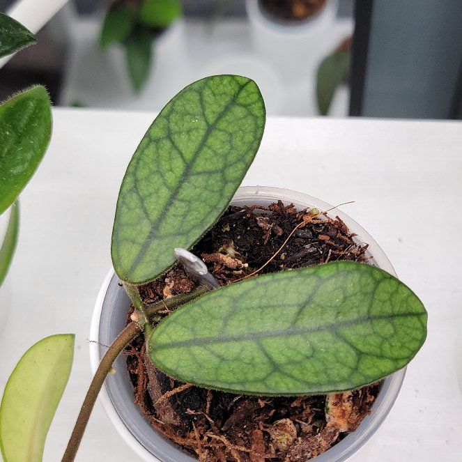 Photo of the plant species Hoya lyi by @Bunny413 named NOID on Greg, the plant care app