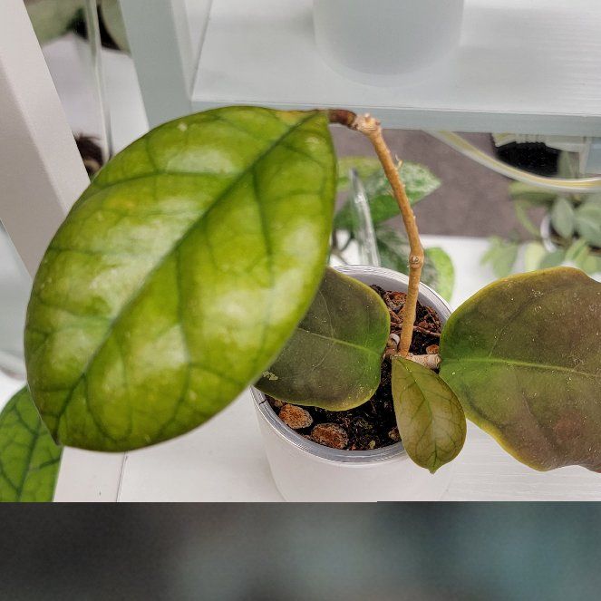 Photo of the plant species Hoya Viola by @Bunny413 named Viola on Greg, the plant care app