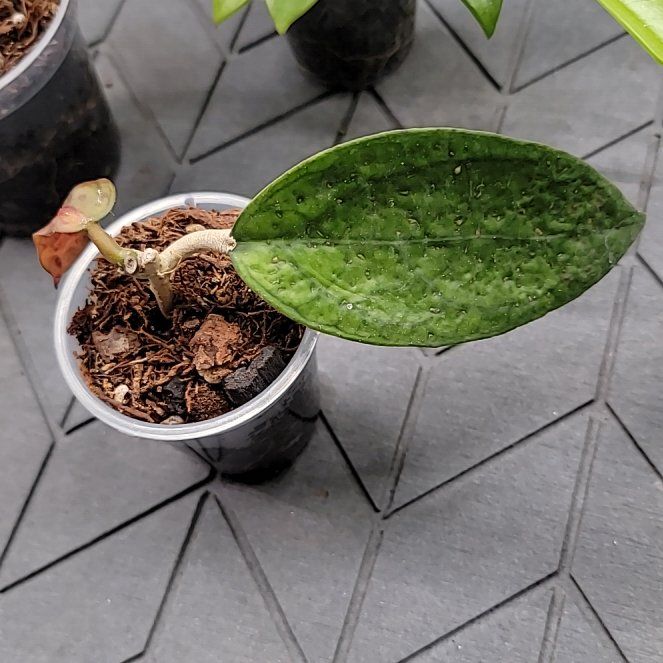 Photo of the plant species Hoya 'Siam Ruby' by @Bunny413 named Siam on Greg, the plant care app