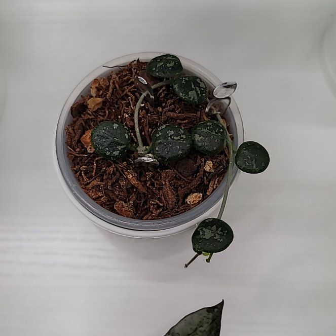 Photo of the plant species aff Serpens Xiaojie 001 by @Bunny413 named Chi on Greg, the plant care app
