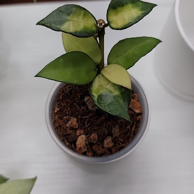 Photo of the plant species Hoya lacunosa 'Golden Flame' by @Bunny413 named Golden Flame on Greg, the plant care app