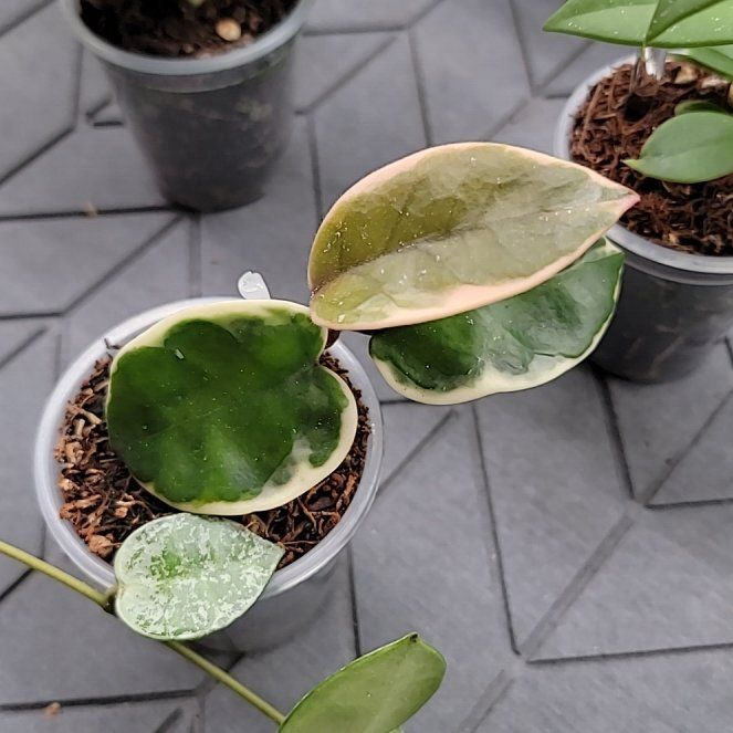 Photo of the plant species hoya carnosa snowball by @Bunny413 named Snowball on Greg, the plant care app