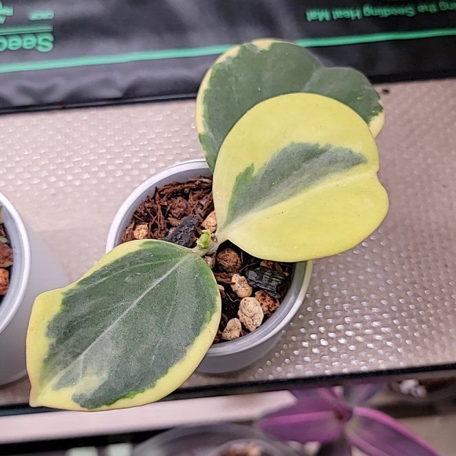 Photo of the plant species Variegated Hoya Pachycleda by @Bunny413 named Pachy on Greg, the plant care app