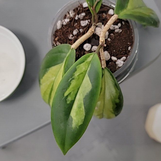 Photo of the plant species Hoya Eclipse by @Bunny413 named Shadow on Greg, the plant care app
