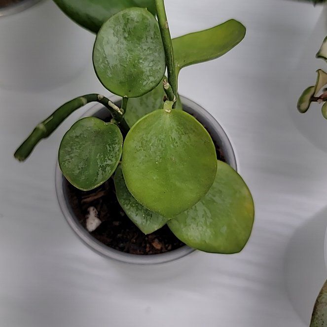 Photo of the plant species Hoya 'Biakensis Splash' by @Bunny413 named Bianca on Greg, the plant care app