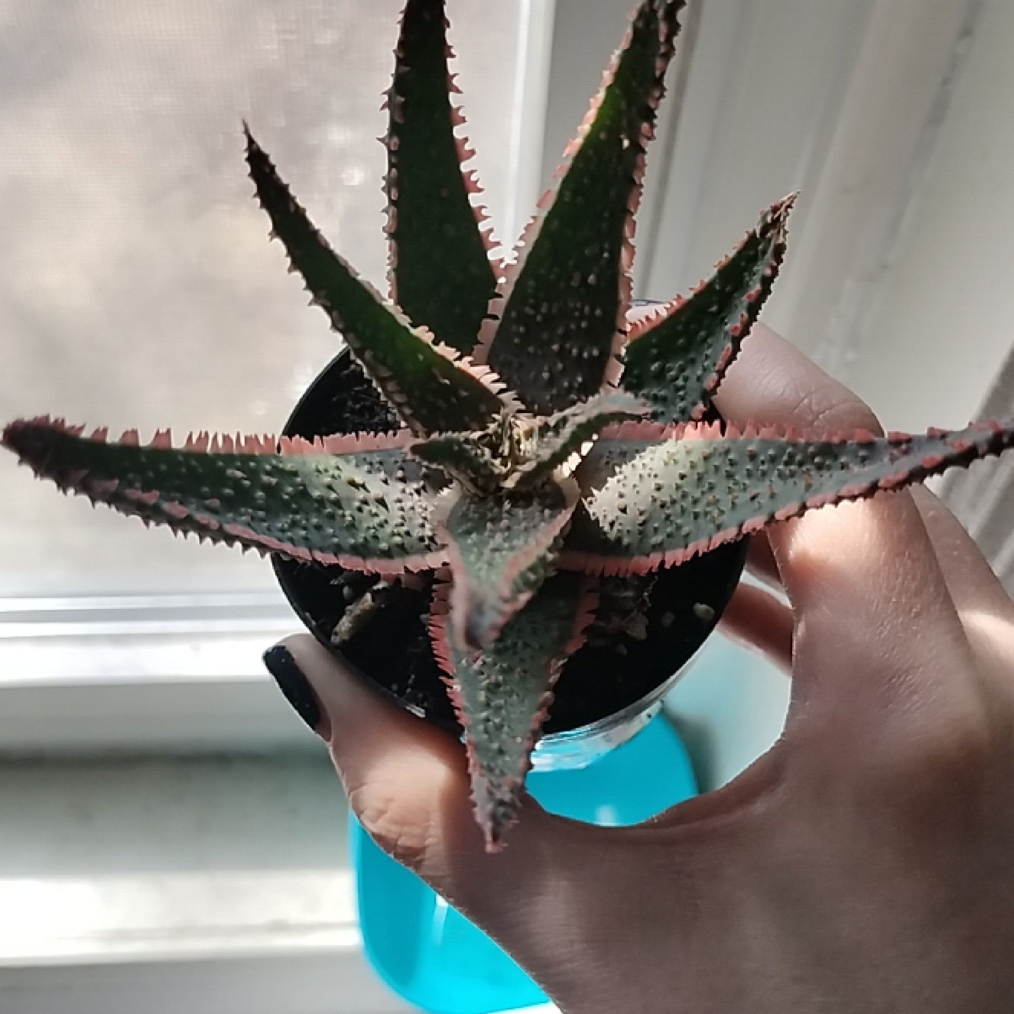 A healthy Aloe 'Purple Haze' plant held by a hand, showing purple-edged leaves.