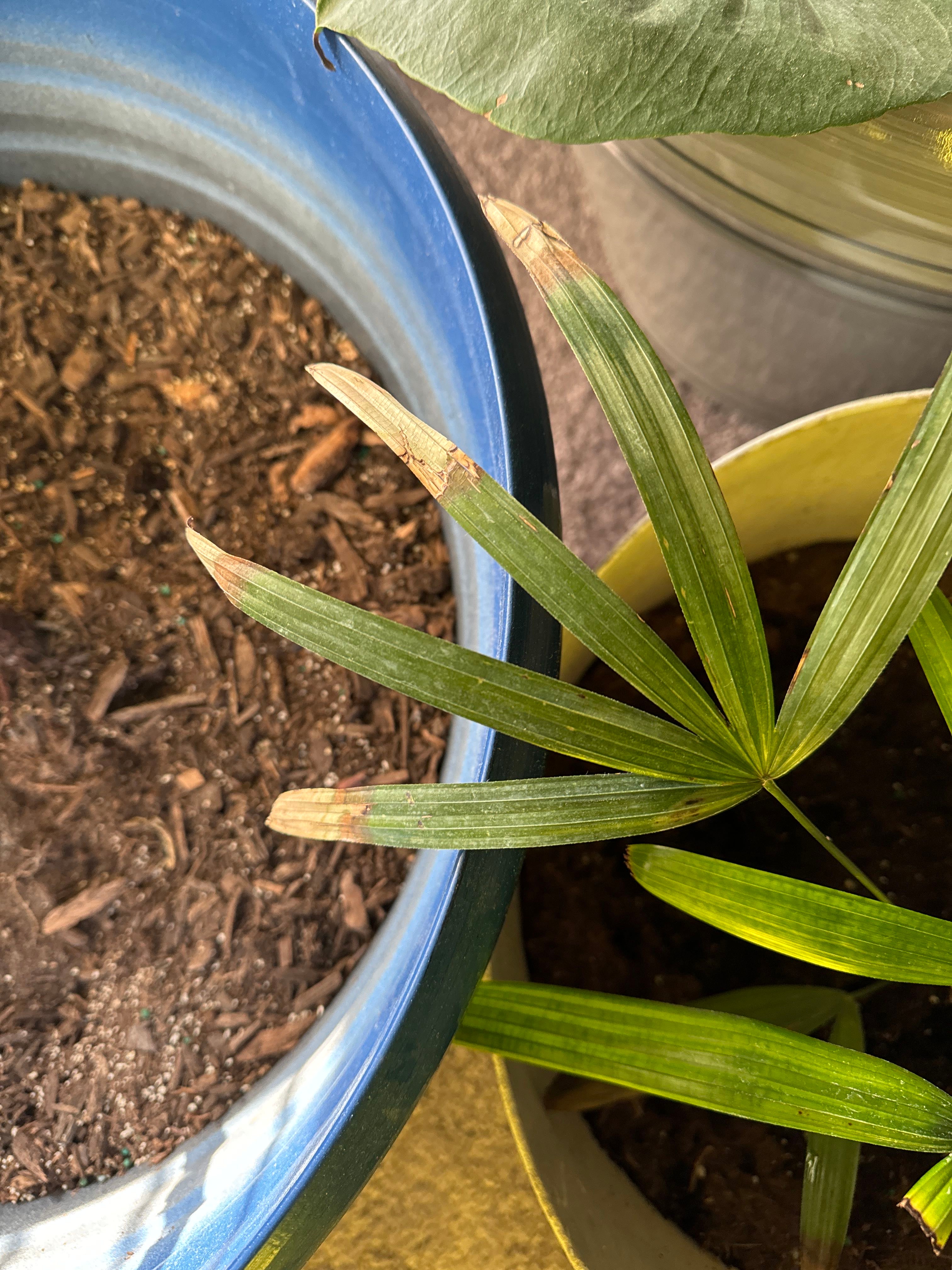 Lady Palm Is NonToxic to Cats 🐈