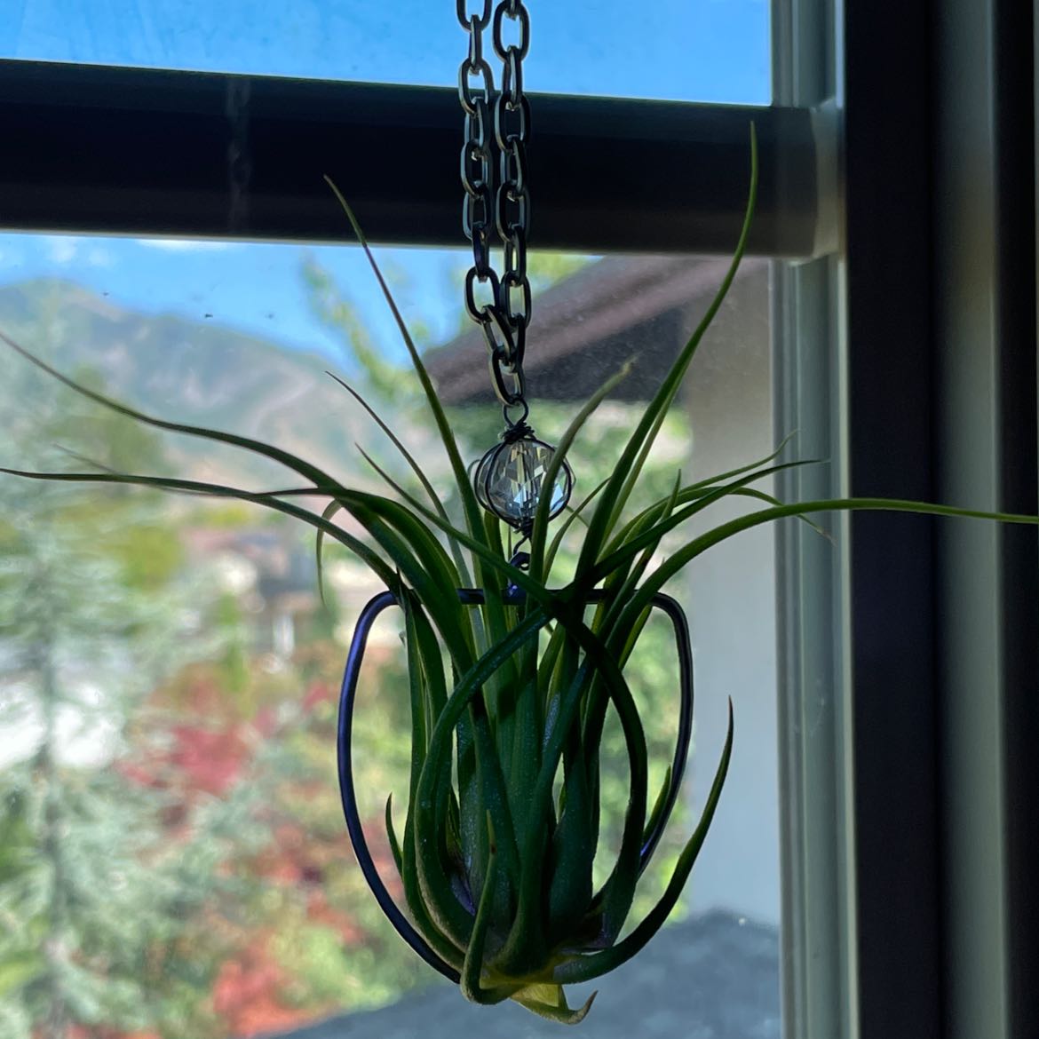 Spreading Airplant hanging by a chain near a window with an outdoor view.