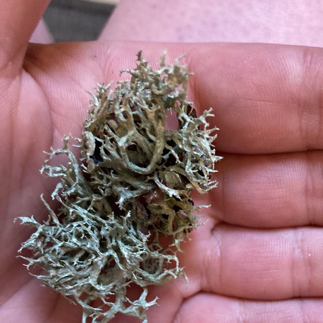 Photo of the plant species Lichenomphalia chromacea by @Savagemamma333 named Troll 💩 on Greg, the plant care app