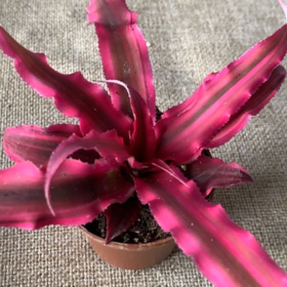 Plant care for Parinari littoralis on Greg, the plant care app