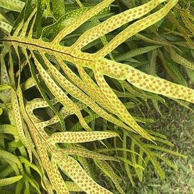 Photo of the plant species Monarch Fern by @QuietLithop named Anne on Greg, the plant care app