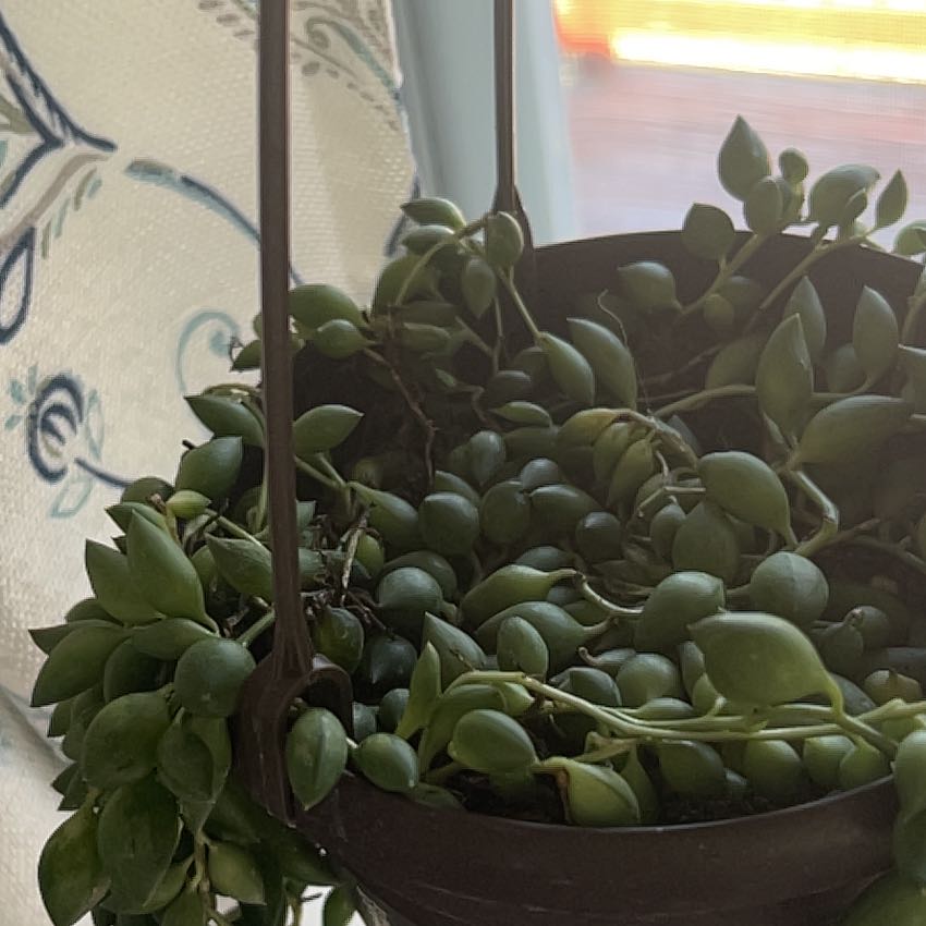 Hanging pot with a healthy String of Raindrops plant, featuring plump green leaves.