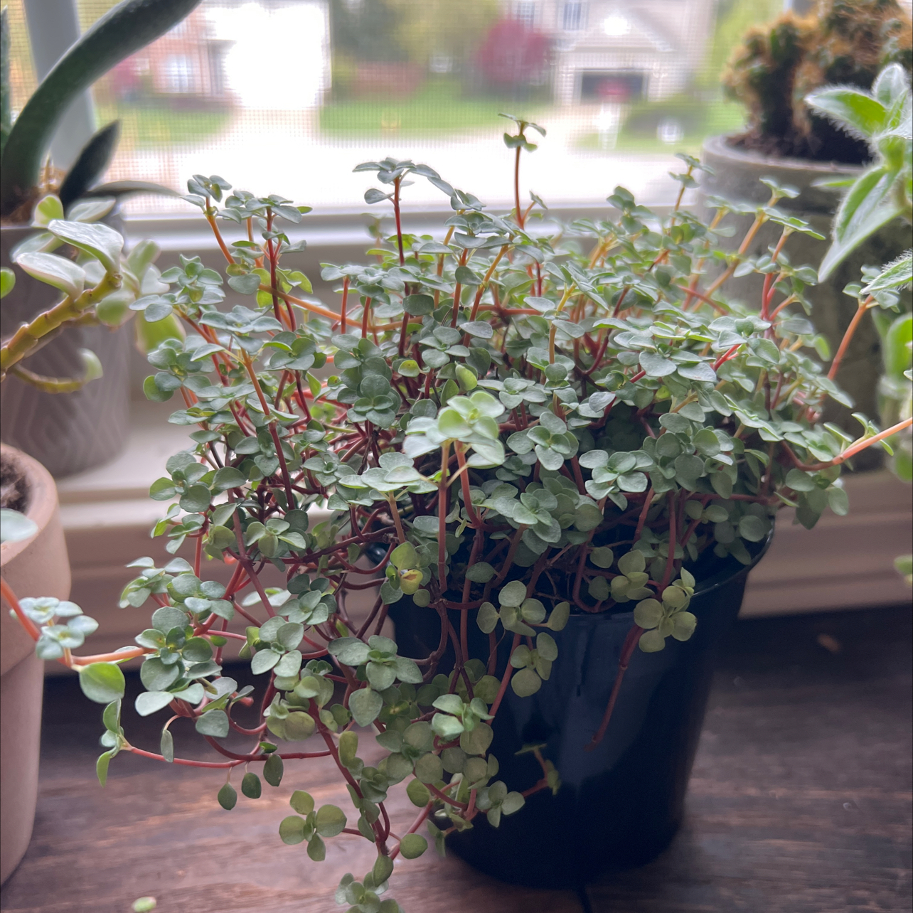 Potted Silver Spa plant with small, round leaves and red stems, placed near a window.