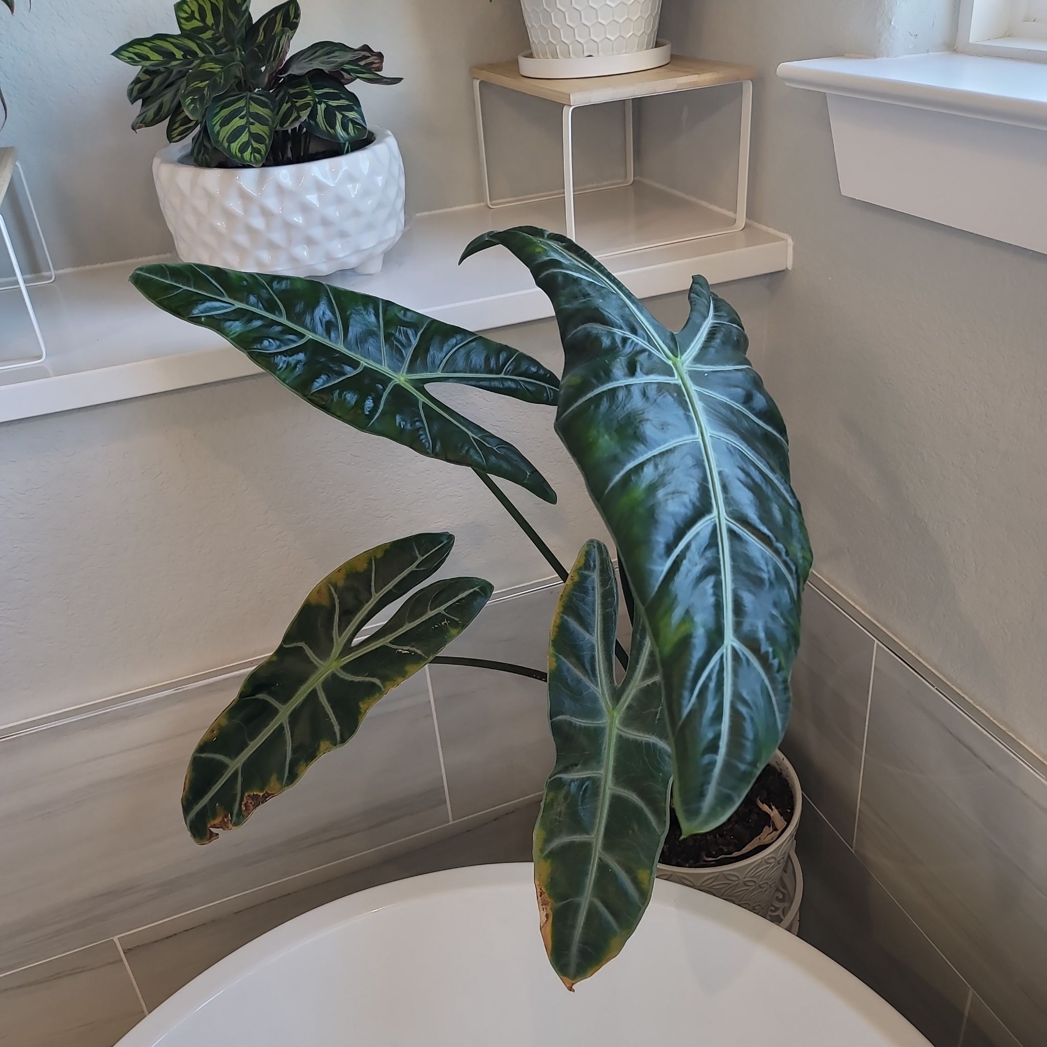 Alocasia longiloba plant with large, dark green leaves in a pot indoors.