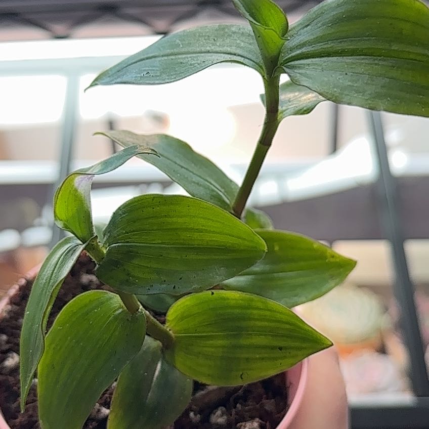 Tradescantia 'Green Hill' plant with healthy green leaves in a pot.